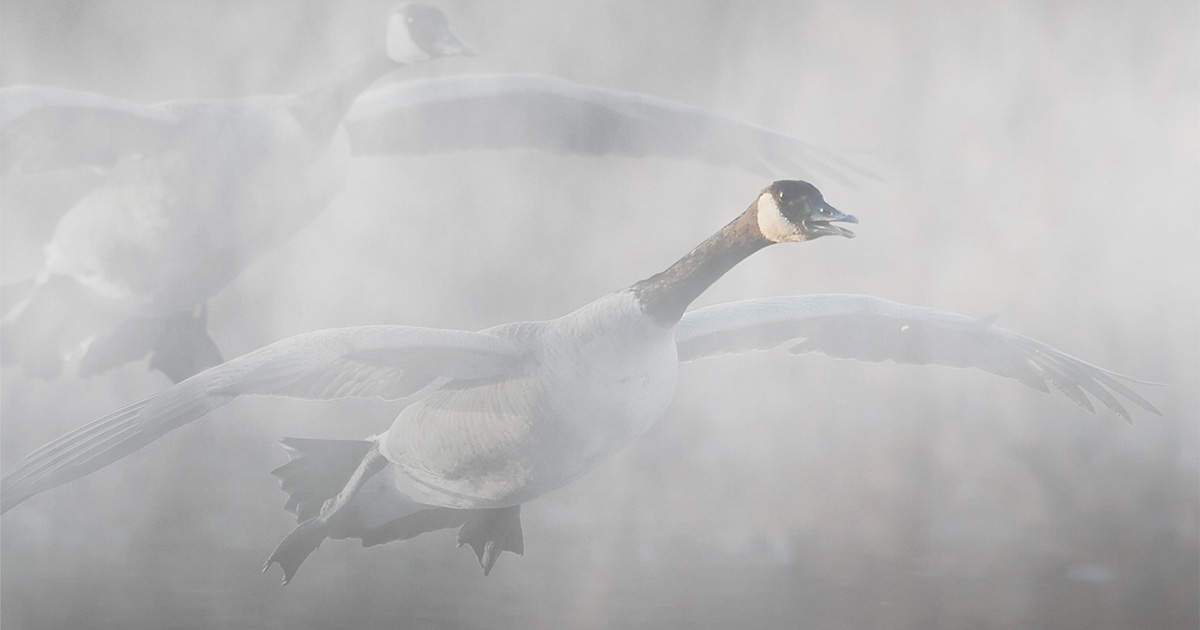 Cupped Wings: The Swamp Goose Lottery